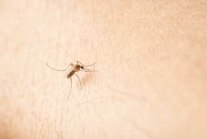 Mosquito drinking blood!