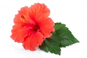 Hibiscus flower