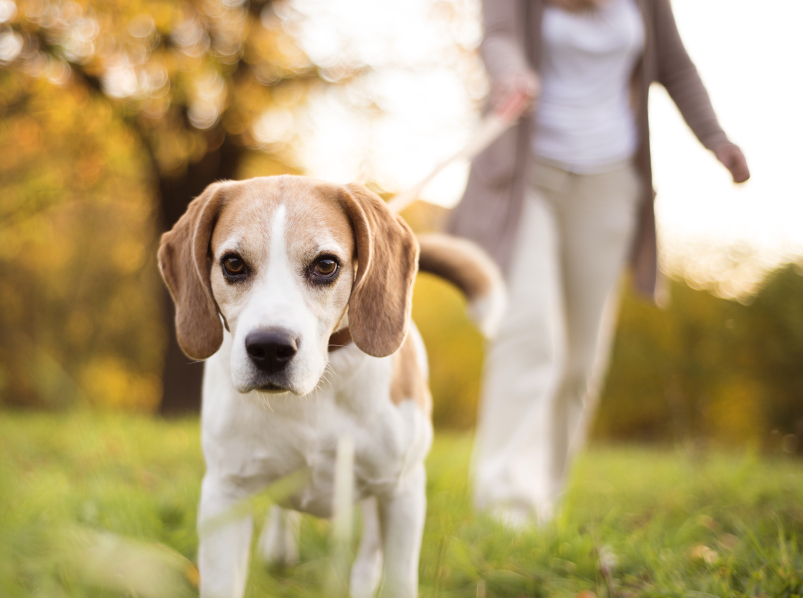 Man's best friend leading the way on a walk