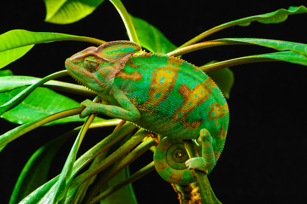 Chameleon