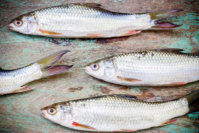 Fish on wooden background