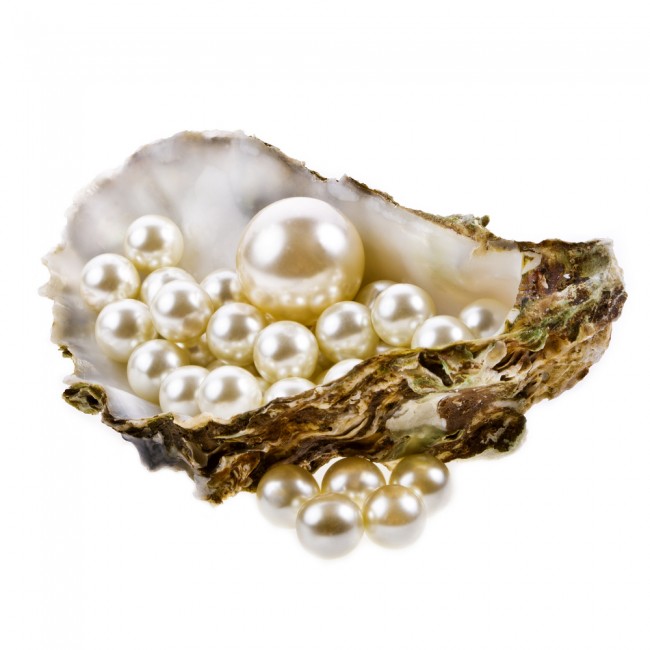 Pearls in an oyster shell on a white background. 