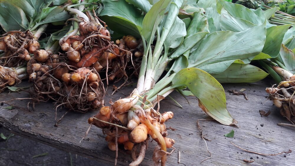 Turmeric plant uprooted 