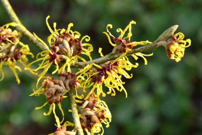 Closeup of witch hazel flower in full bloom in New Zealand. 