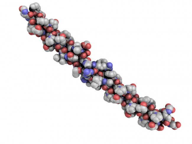 Structure of a collagen protein