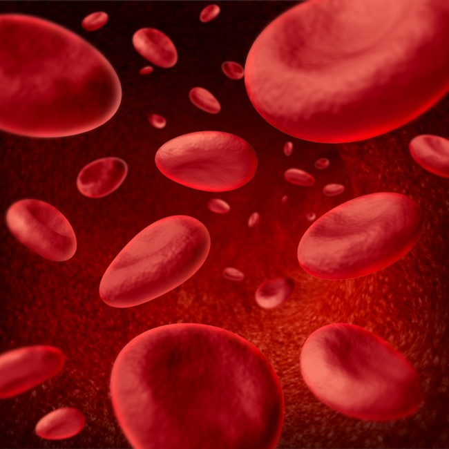 Red blood cells