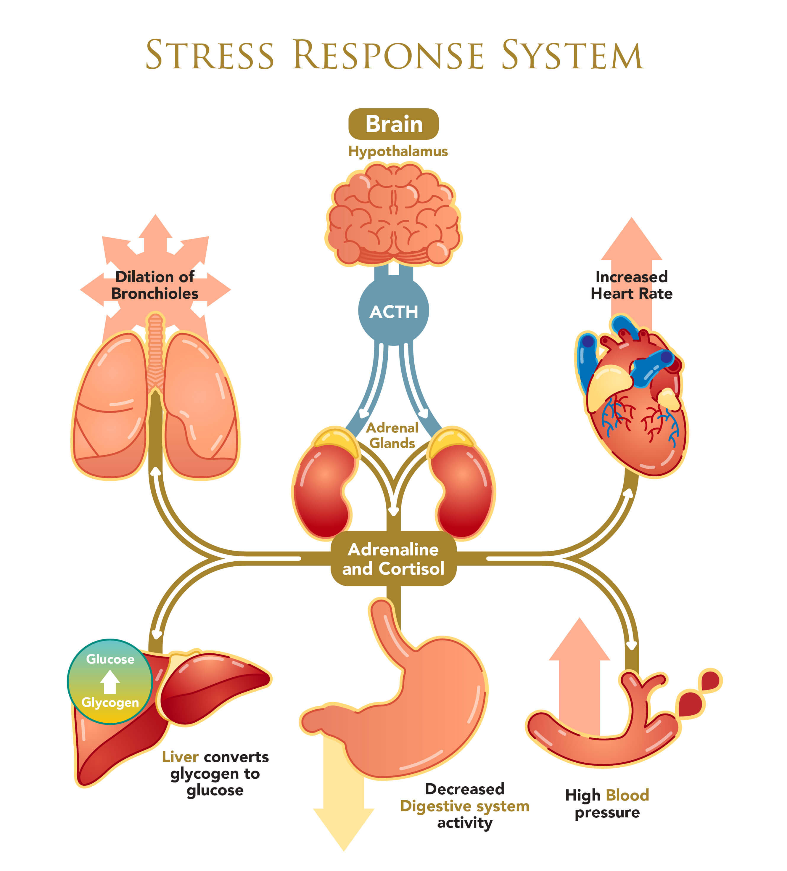 Infographic of stress response system