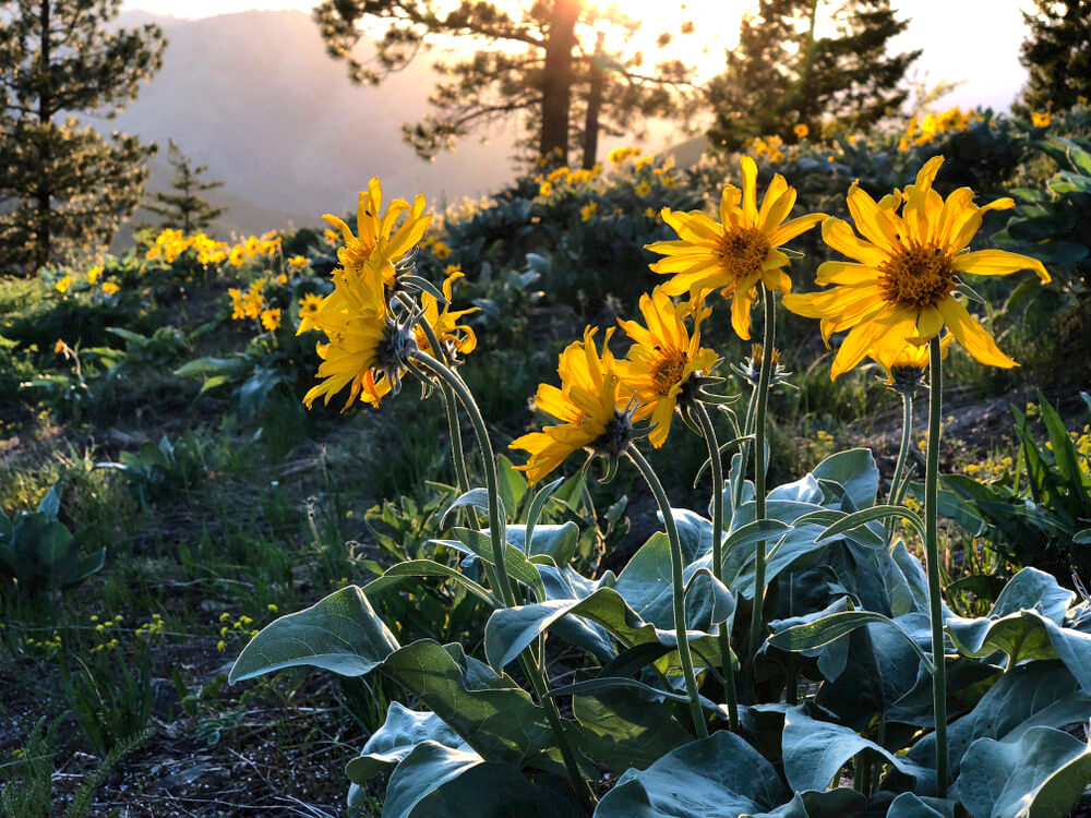 Arnica Montana flowers in the wild 