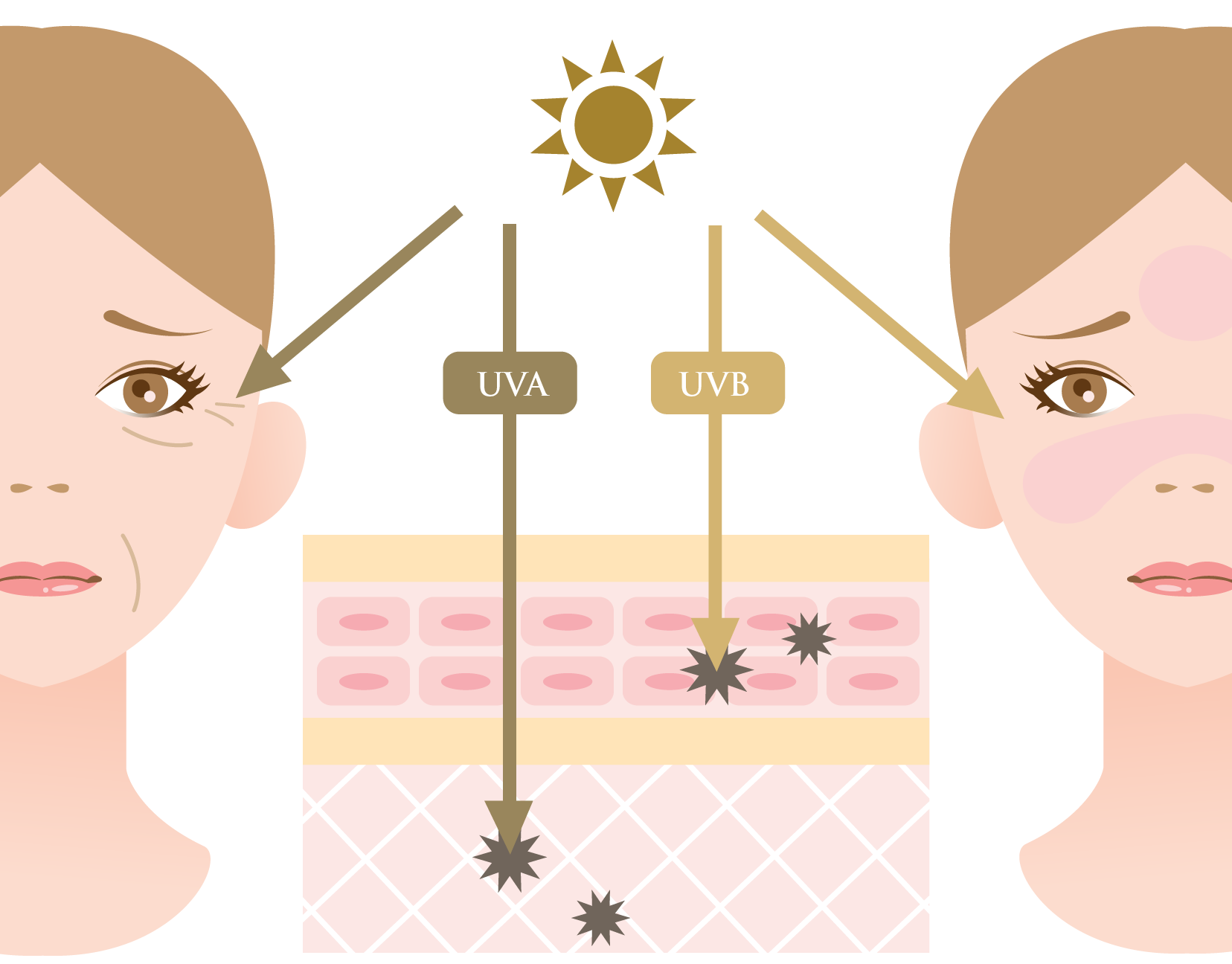 Illustration of UVA and UVB damage on the skin