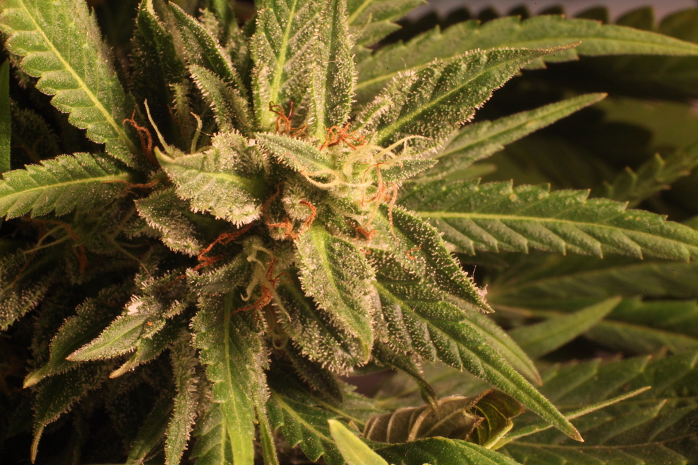 Grow Medical Marijuana Outdoors, The Easy Way