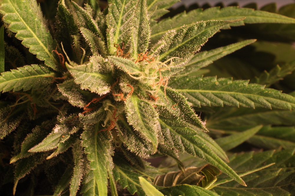 Indoor Medical Marijuana Growing Guide