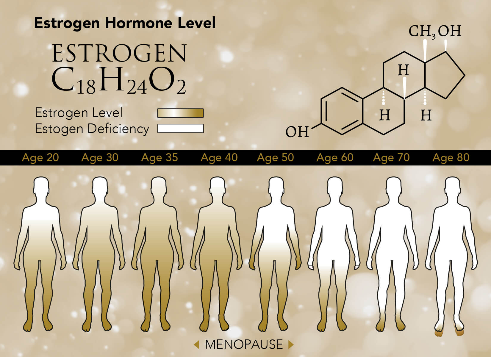 estrogen hormone levels 