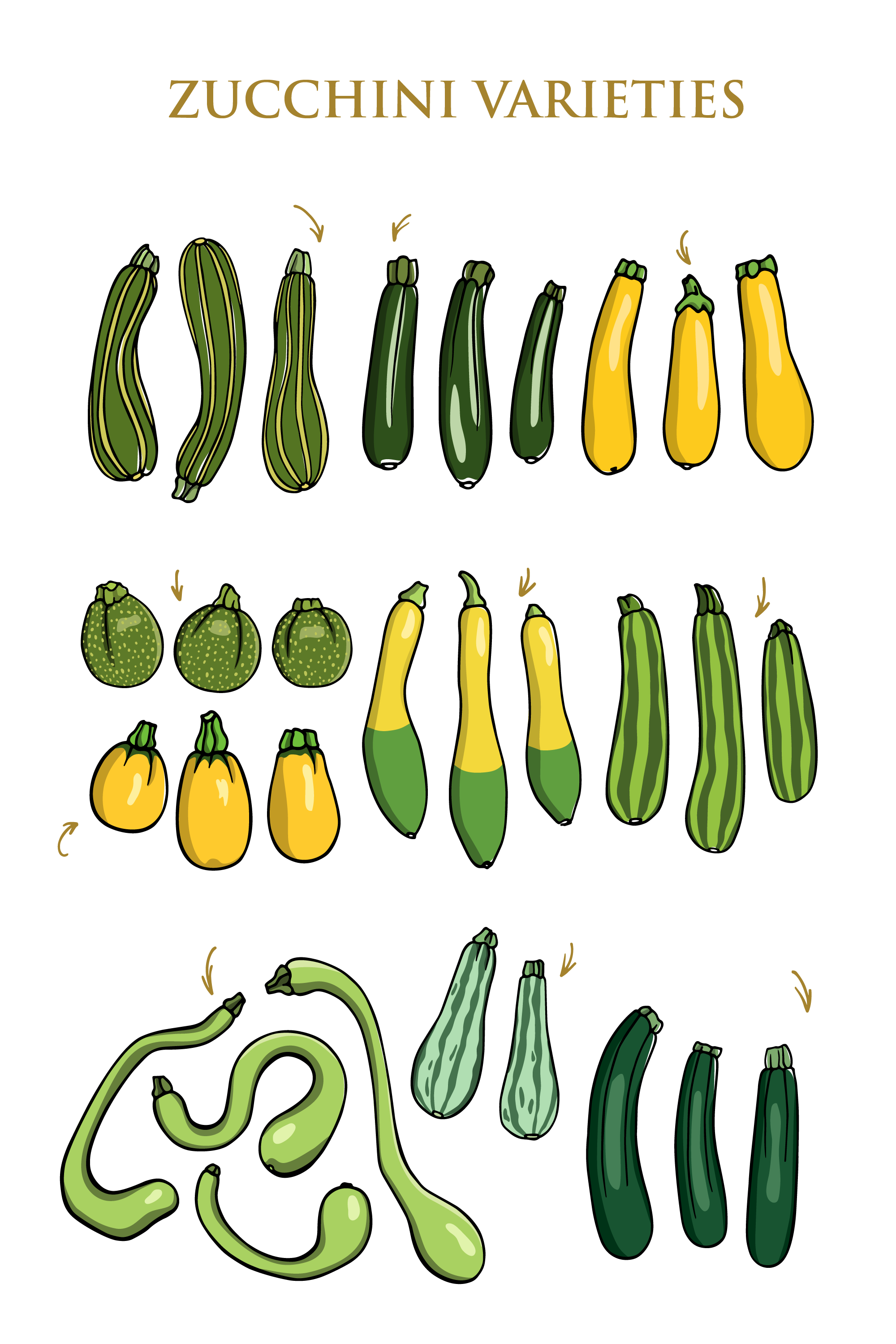 zucchini variety