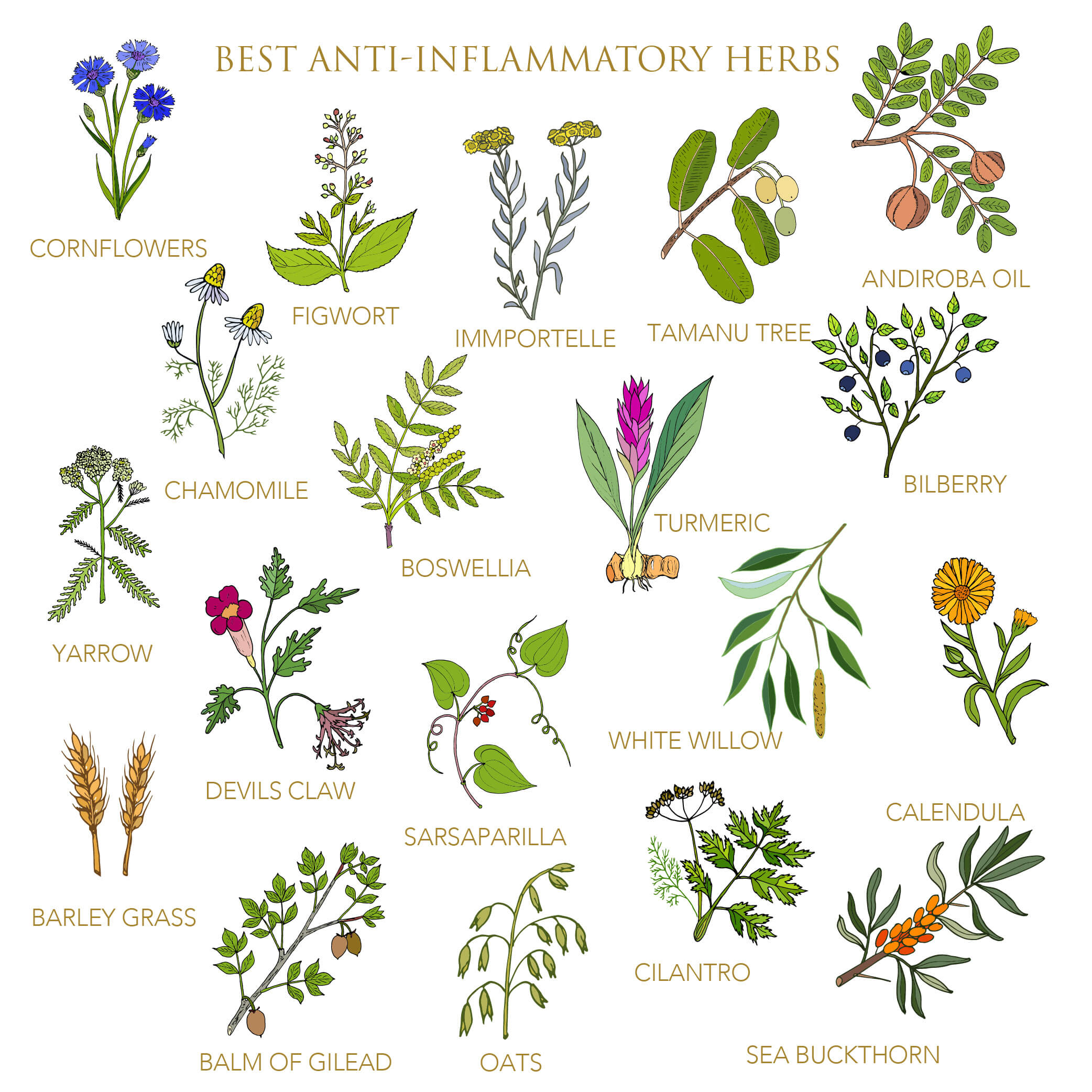 anti-inflammatory herbs infographic