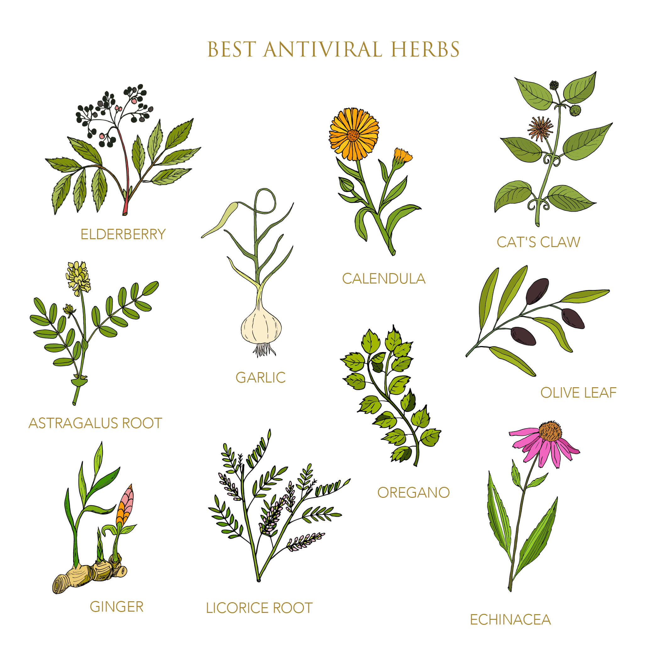 anti-viral herbs infographic