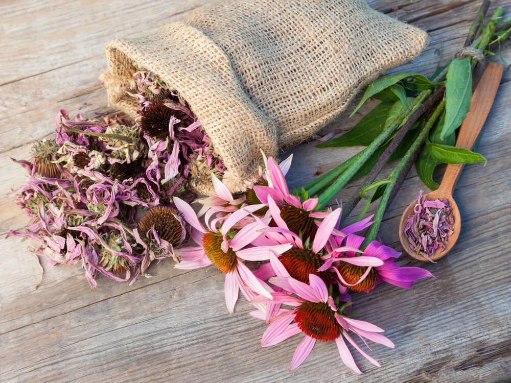 echinacea flowers