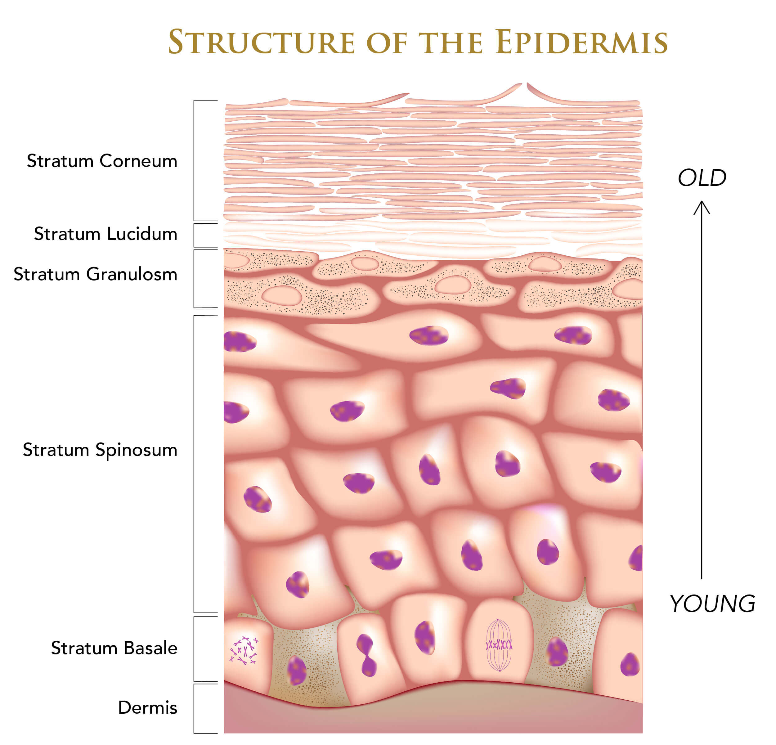 Illustration of the structure of the epidermis