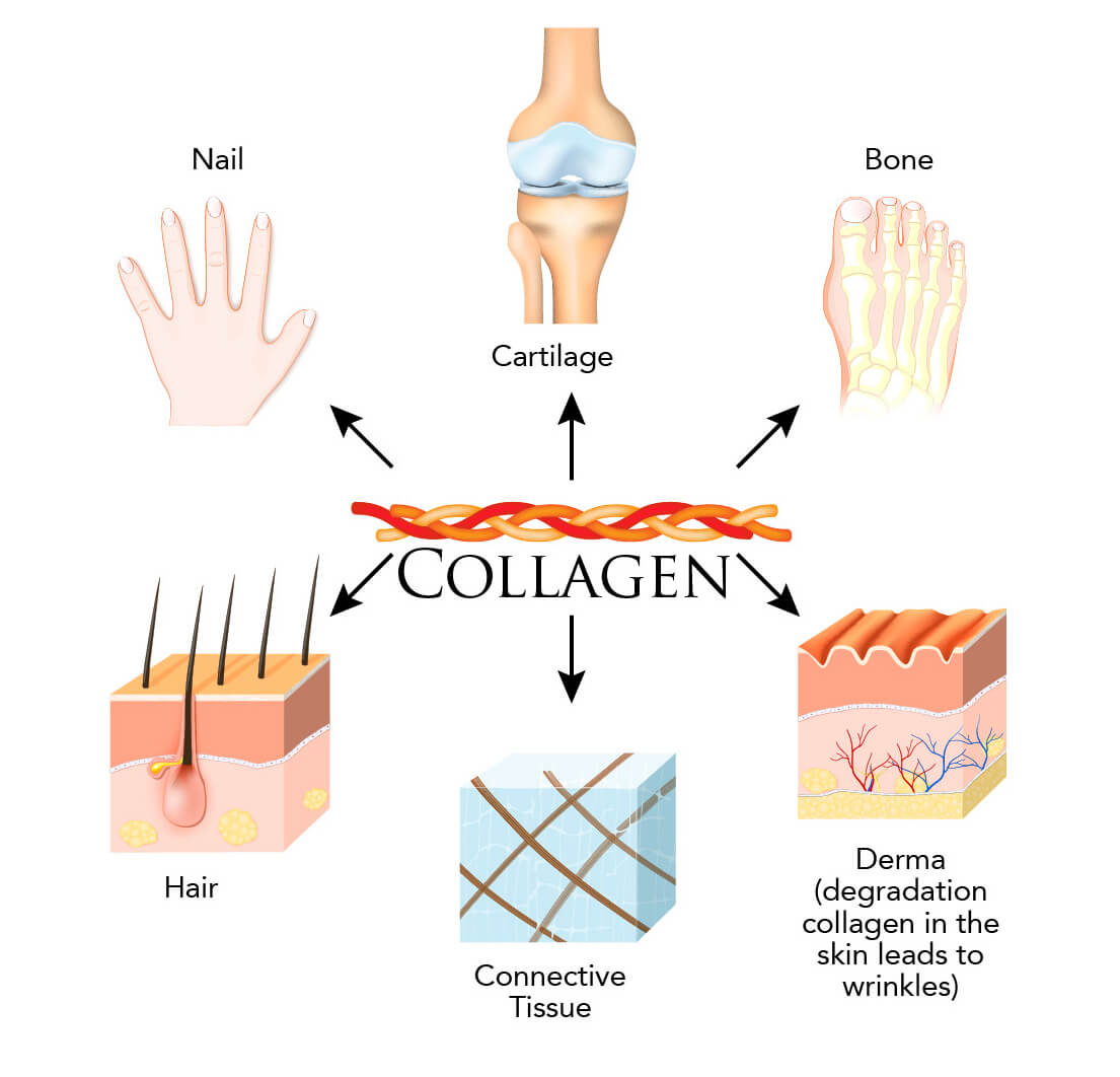 Infographic on areas of the body where collagen is produced and can be found 