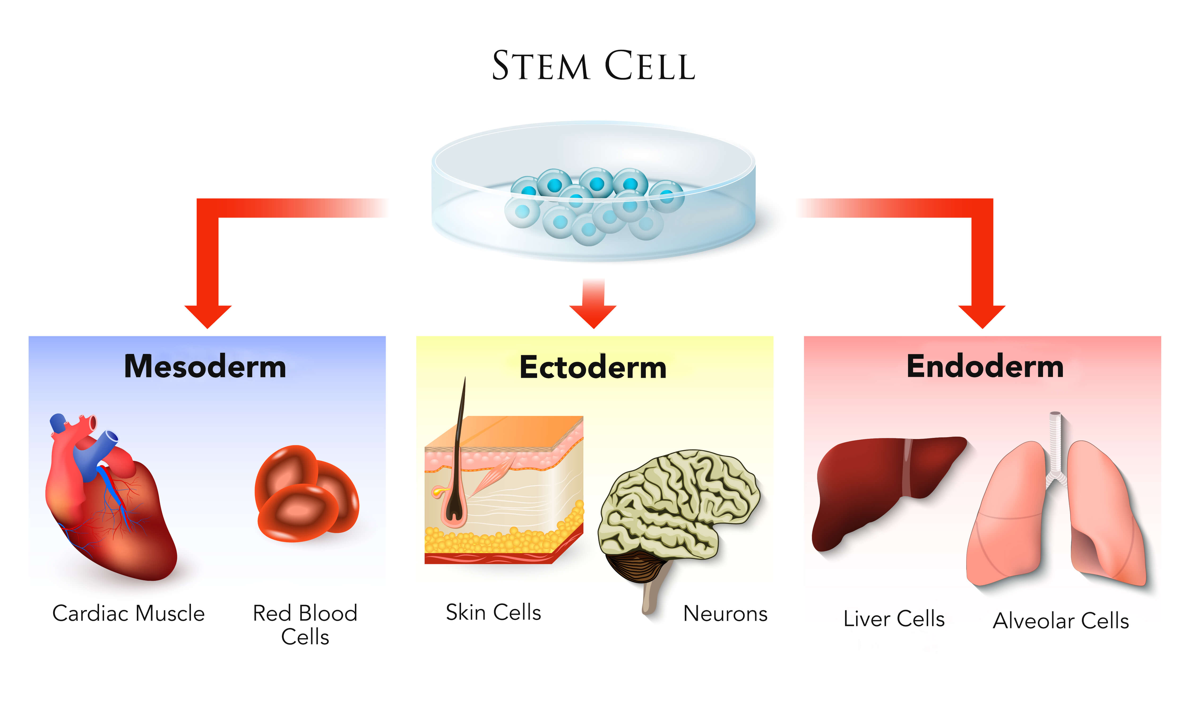 Infographic on the potential uses of stem cells 