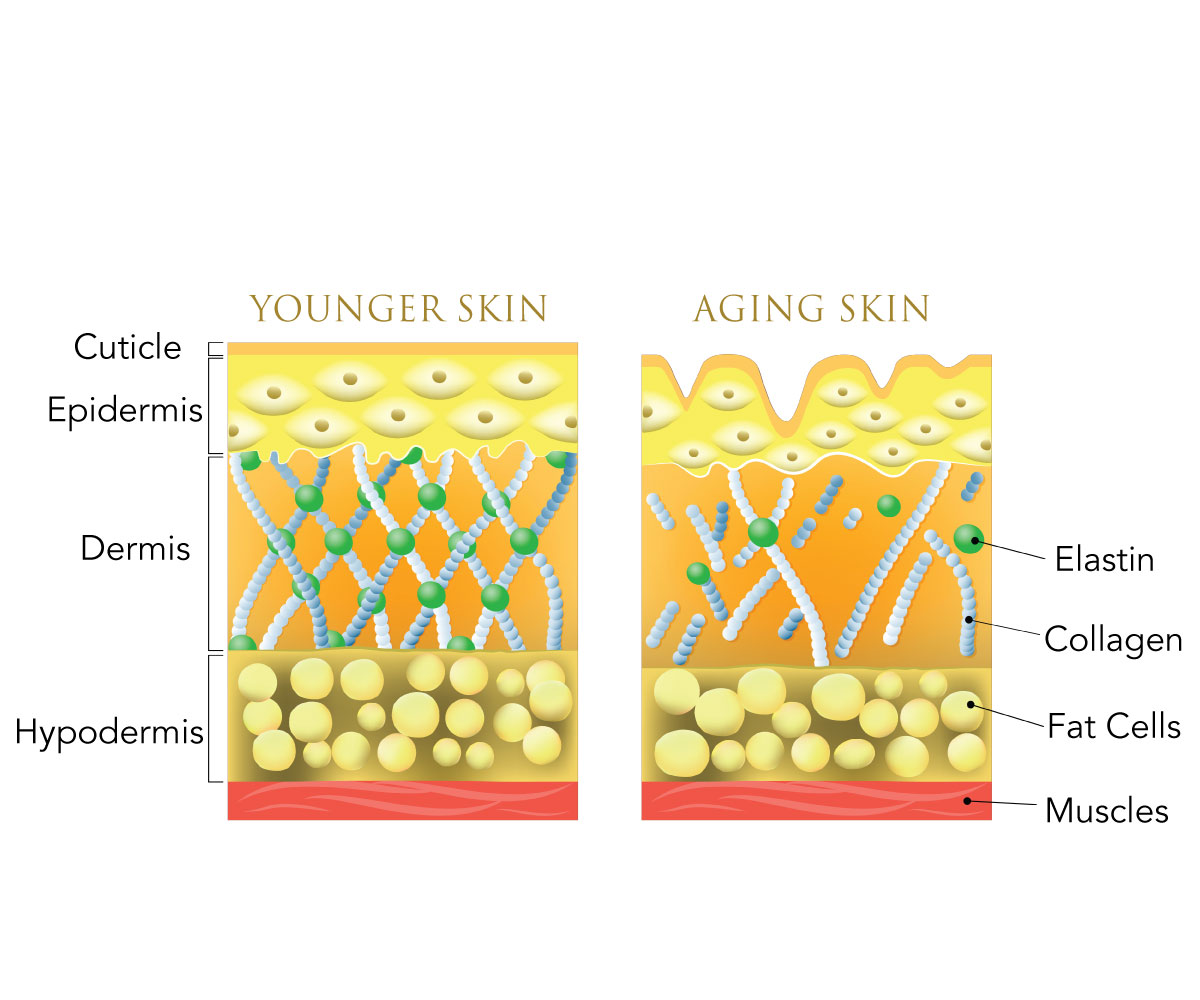 Infographic on different layers of the skin