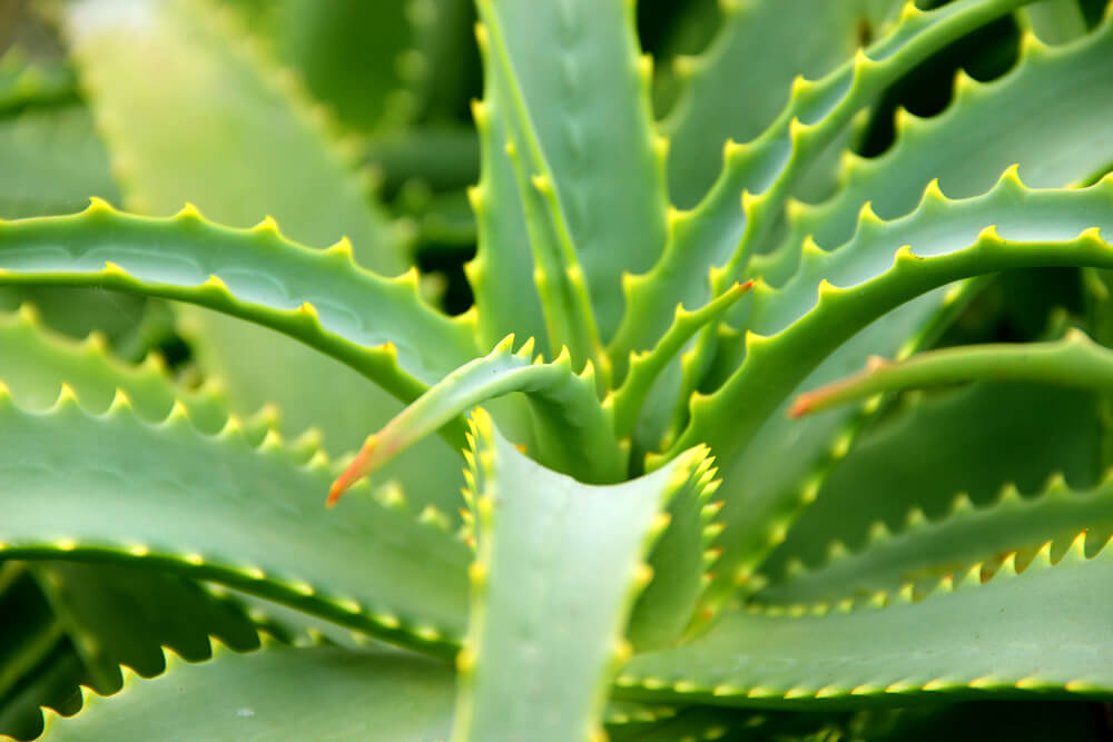 Aloe vera plant