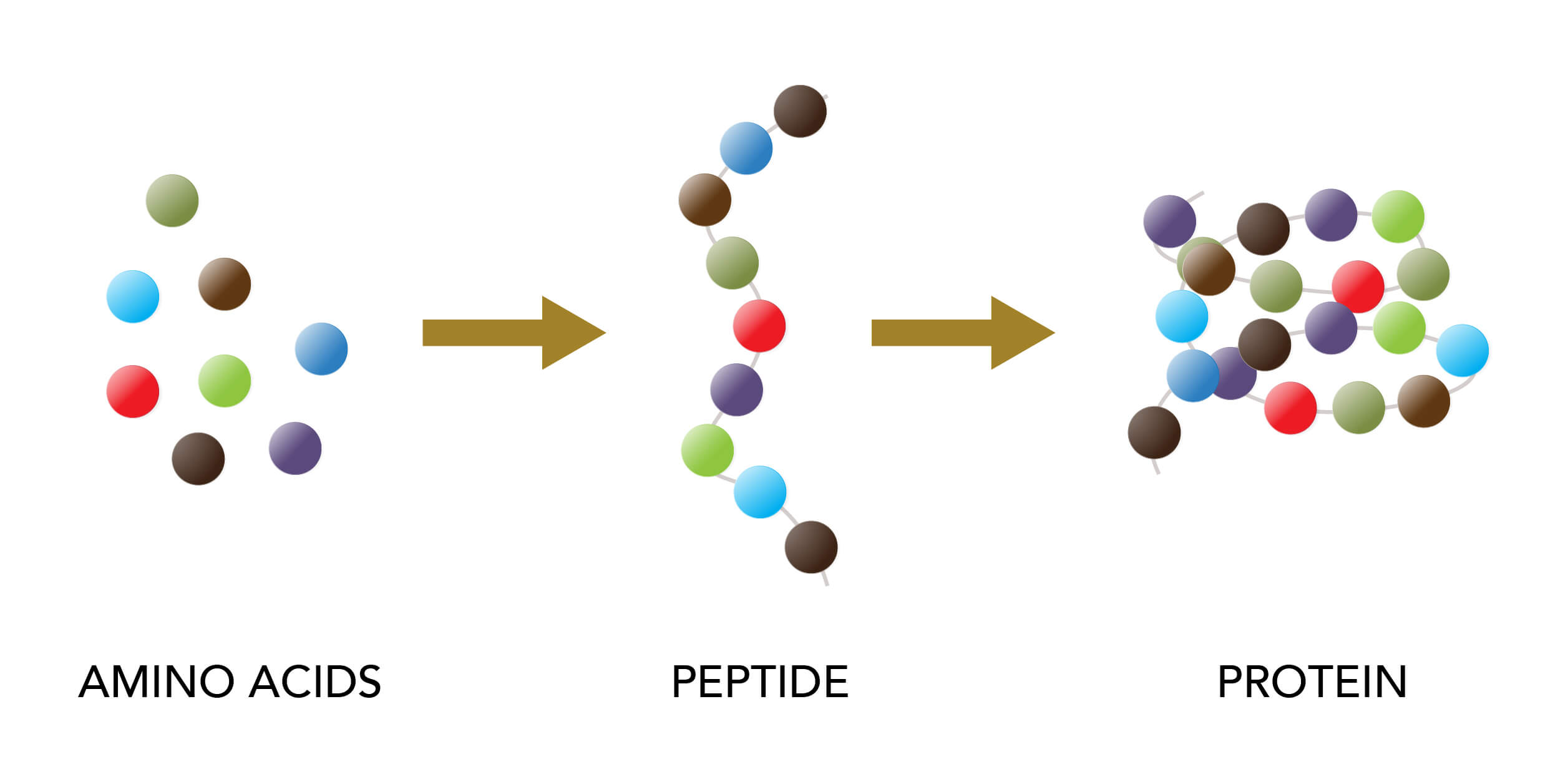 Infographic on peptides 