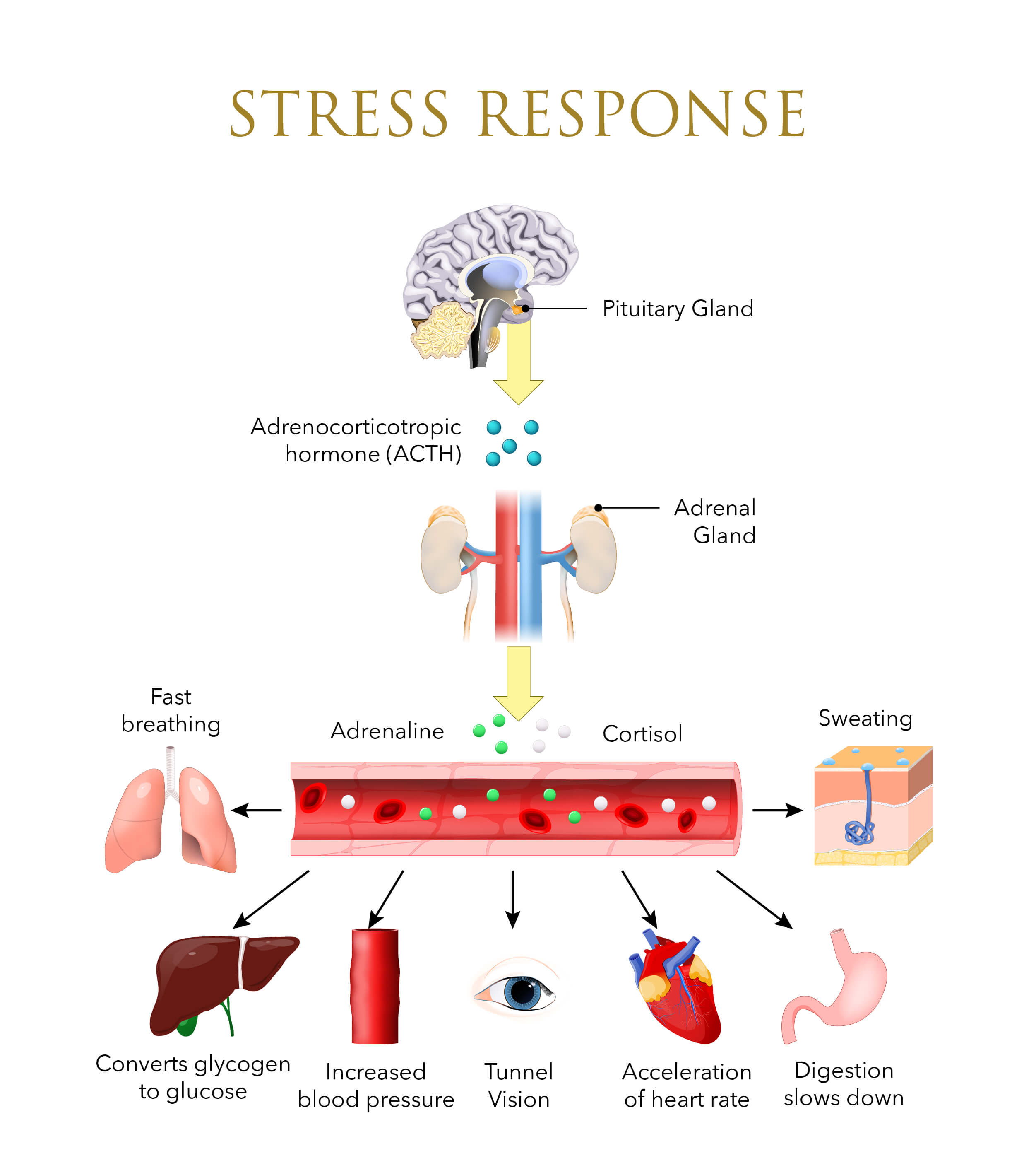 Infographic on the body's stress response system