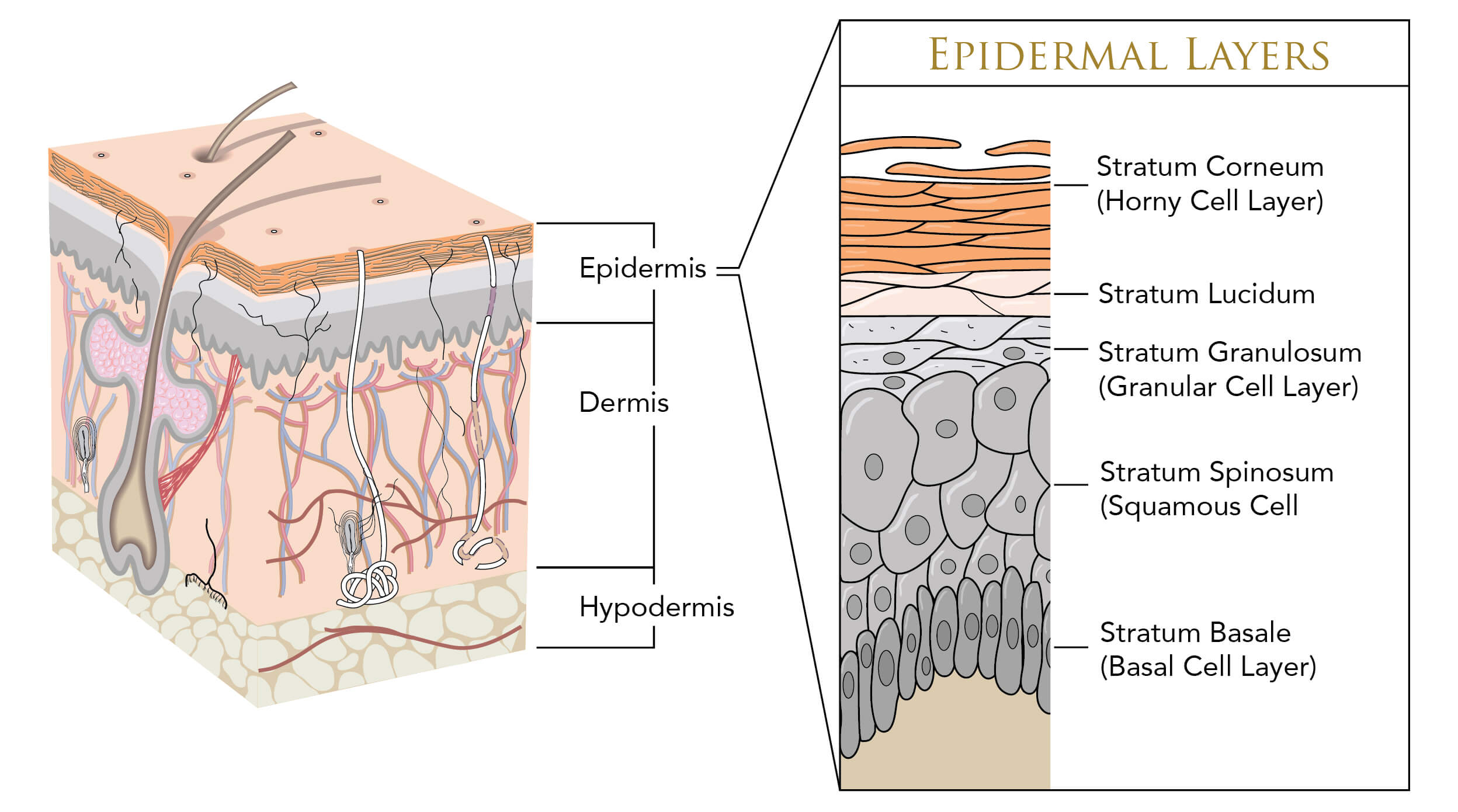 Infographic showing the layers of skin